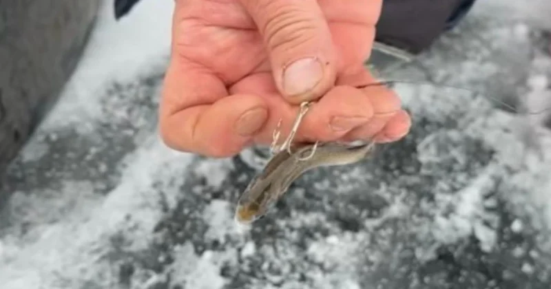 Ережеден тыс балық аулау және аңшылық: атыраулық балықшының әлеуметтік желідегі жазбасы инспекция назарын аудартты