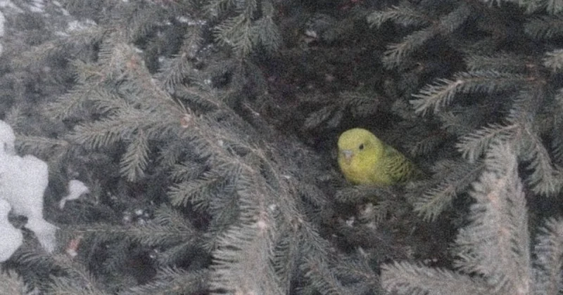 Попугай чудом выжил в 20 градусные морозы на улице в Усть Каменогорске