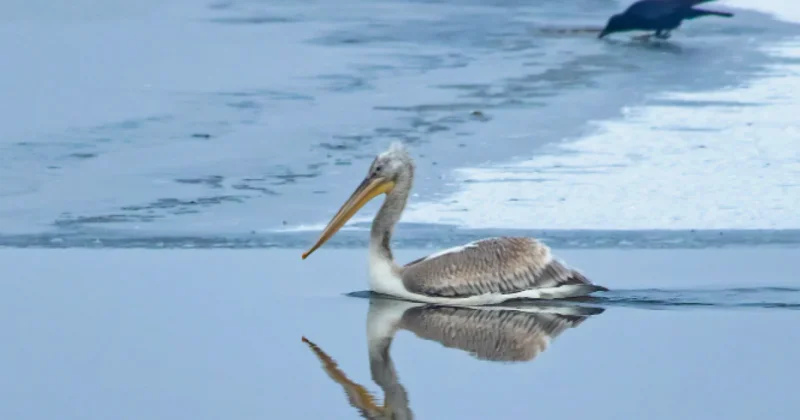 Пеликаны в Капшагае удивили Казнет (ВИДЕО)