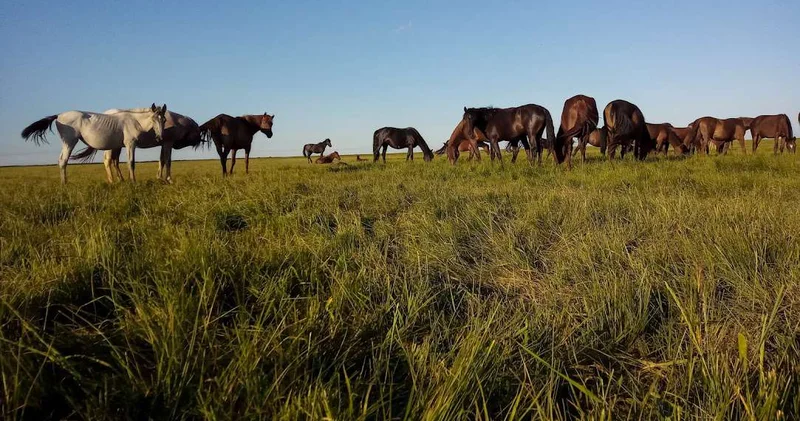 В Казахстане начался переход к прогрессивной агроэкономике