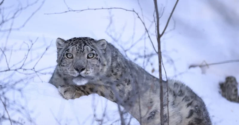Популярному снежному барсу установили спутниковый ошейник в Алматы