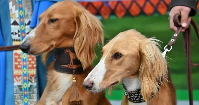 Қарағандыда ветеринар қызметкері құмай тазыны заңсыз атып келген