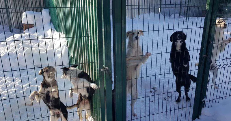 Мечи на службе милосердия