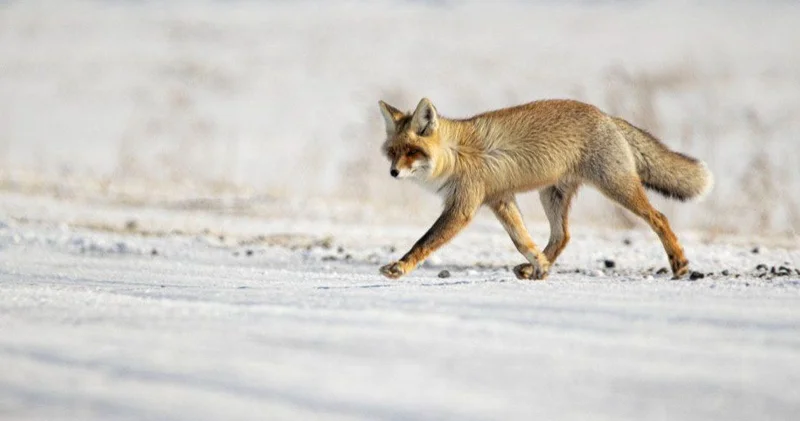 Ертіс орманына түлкілер қайта оралып жатыр