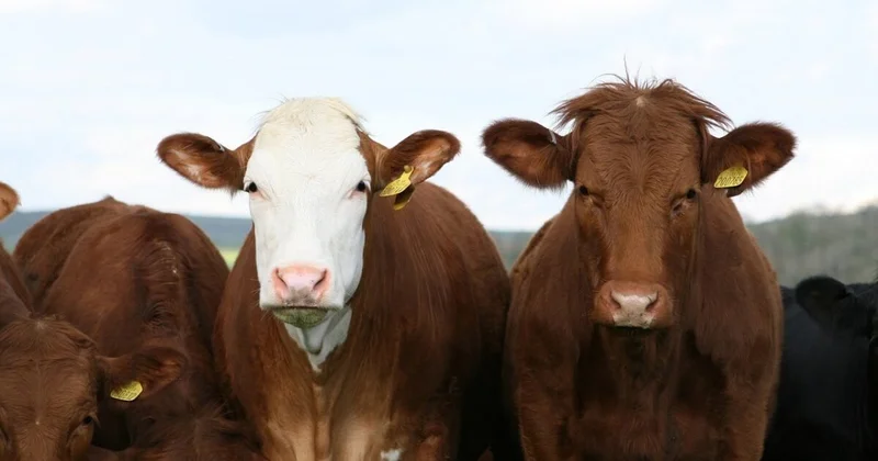 Ущерб более 40 млн тенге: группу скотокрадов задержали в Павлодарской области (ВИДЕО)