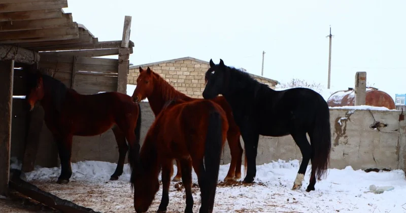 Шаруаларды шарасыз еткен...
