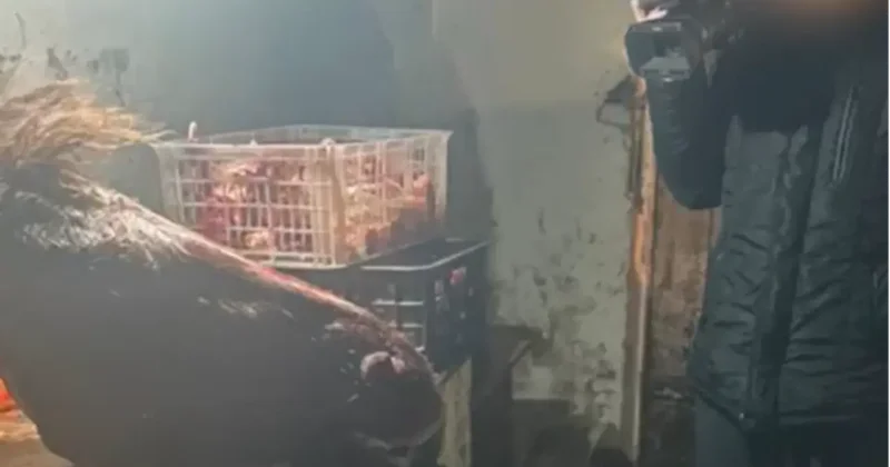 "Сбывали продукцию на рынках столицы". Подпольный антисанитарный мясной цех выявили в Астане