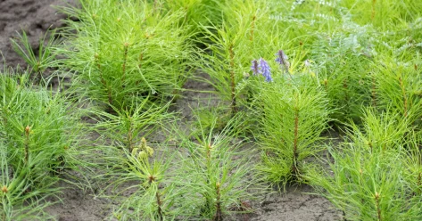 Более 970 гектаров земли переведено в лесной фонд Шымкента