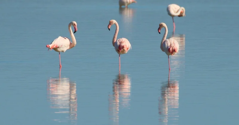 Весенние гости: сотни фламинго заметили на Караколе