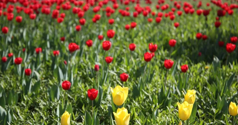 Фестиваль тюльпанов стартовал в Бишкеке
