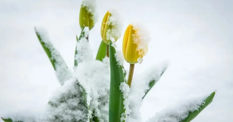 Гололёд и метель: какая погода ждёт казахстанцев перед 8 марта