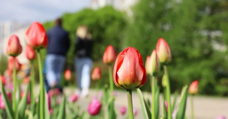 К 8 марта многодетные матери Акмолинской области получат социальные выплаты