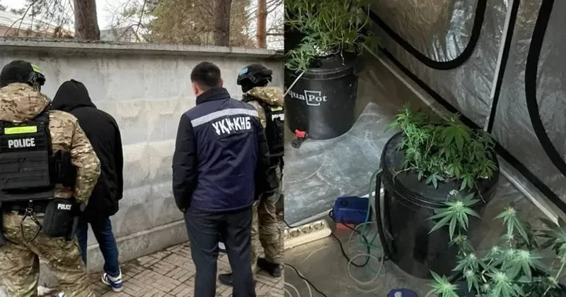 Алматыда жалға алынған тұрғын үйден жасырын фитозертхана анықталды