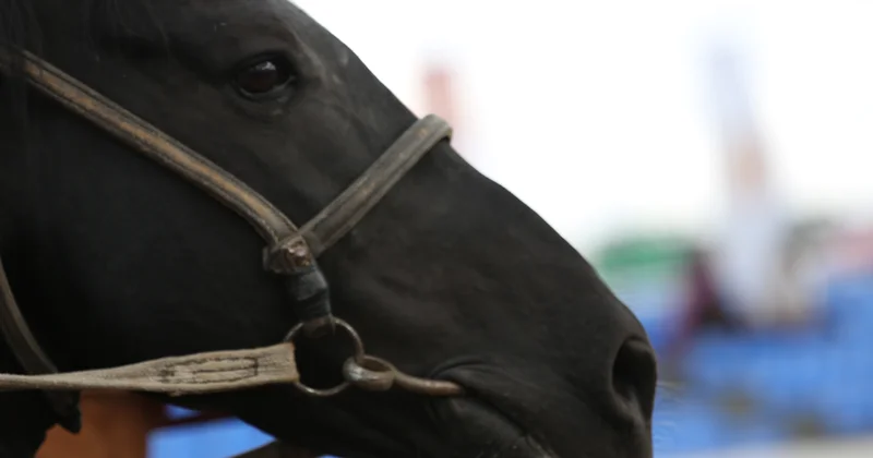 Табунщик распродавал чужой скот в Акмолинской области