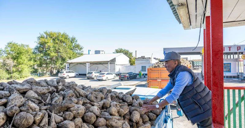Ставка на свеклу и кукурузу