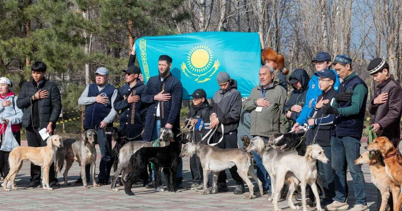 Казахский тазы собрал единомышленников: в Актобе состоялся племенной смотр