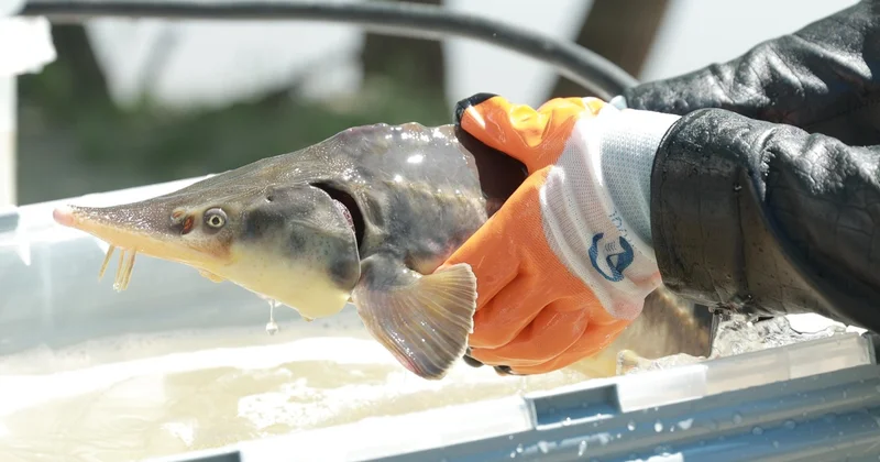 Ертіс бойындағы балық шаруашылығы: 5 жылда өнім 6 есе артты