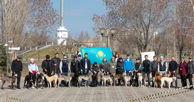 Ақтөбеде қазақы тазының үздік өкілдері тұқымдық байқауда бағаланды