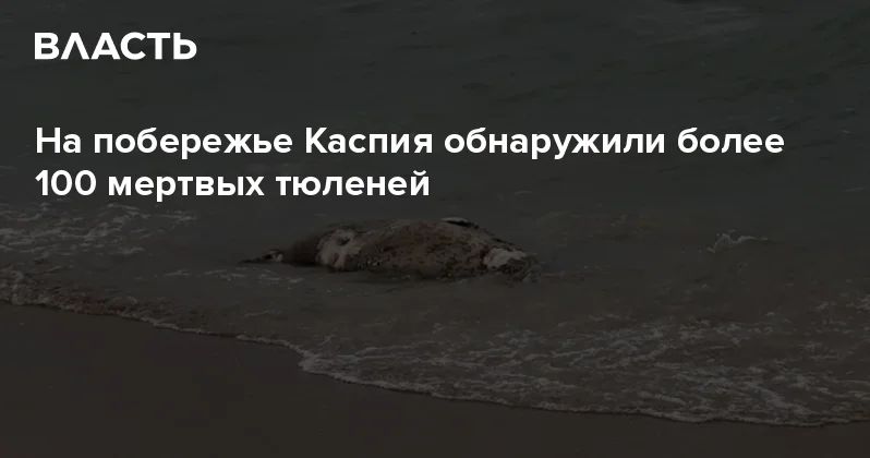 На побережье Каспия обнаружили более 100 мертвых тюленей Аналитический интернет журнал Власть