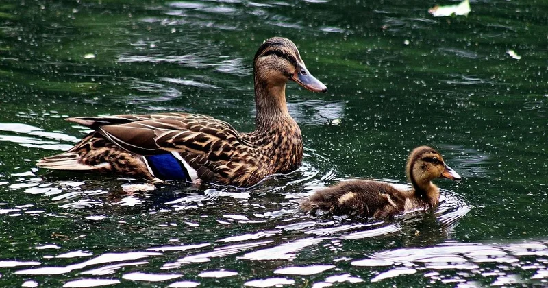 Потрошителя уток задержали в Астане (видео)