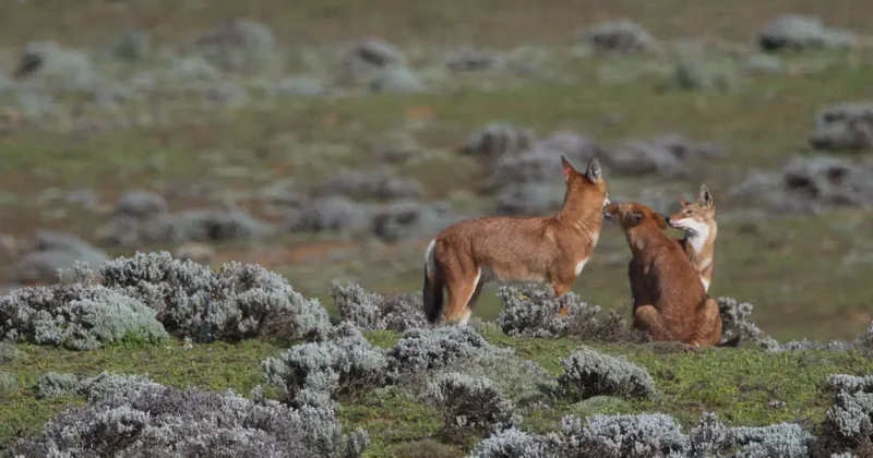 Қазақстанда биыл қансонарда қасқыр мен түлкі атуға рұқсат жоқ