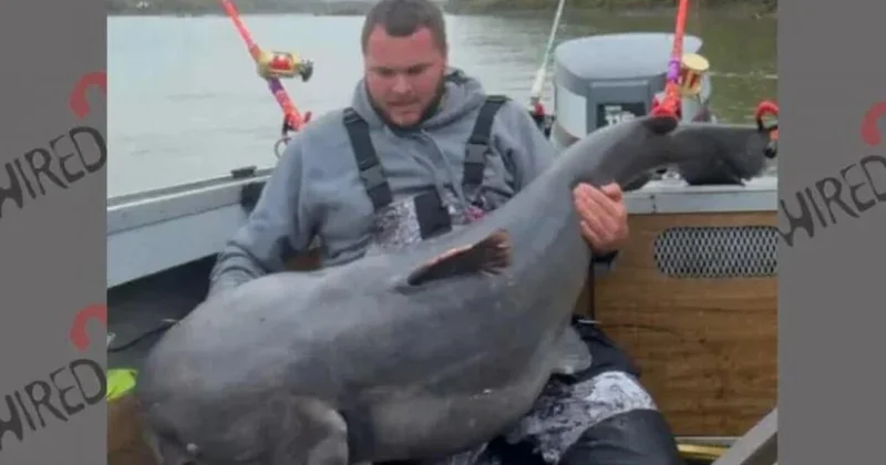 Рыбак поймал гигантского сома и отказался от рекорда ради природы