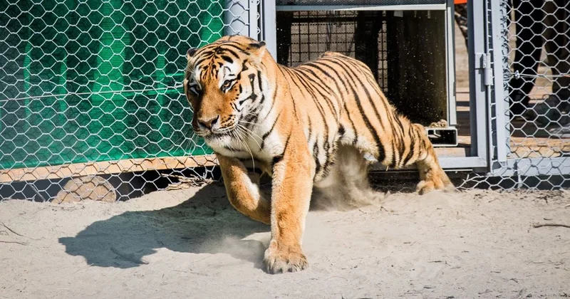 Год с возвращения тигров в Казахстан: опубликованы уникальные кадры из вольера (видео)