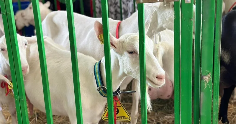 Моңғолиядан 1 ешкі қанша теңгеге сатып алынады министр жауабы