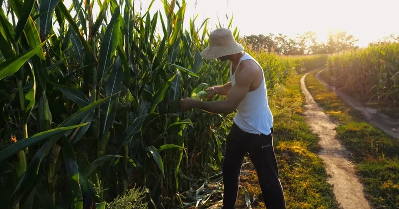 "Мы полностью обеспечили себя хлебом". Бектенов поблагодарил аграриев
