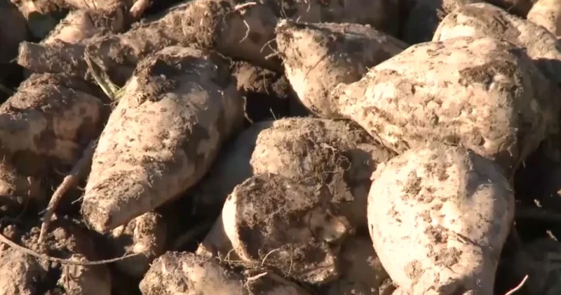 Биыл қант қызылшасы бітік шықты