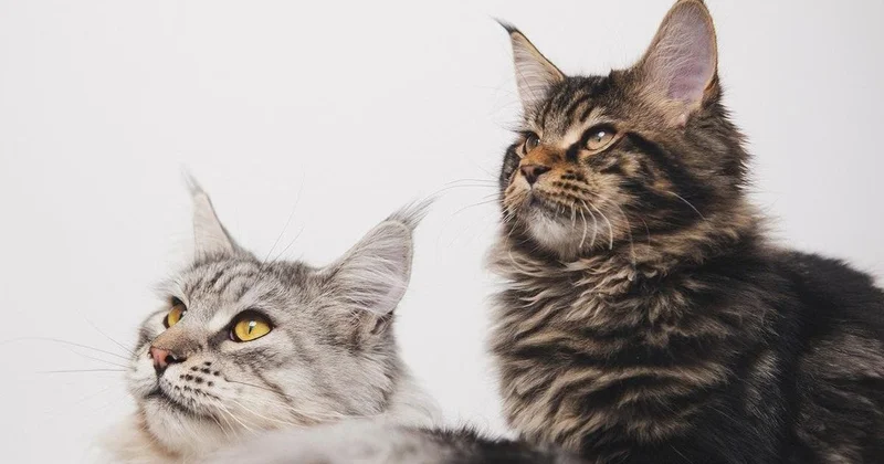 Общаться с ней невозможно : соседи написали заявлению в полицию на алматинку с 17 кошками (видео)