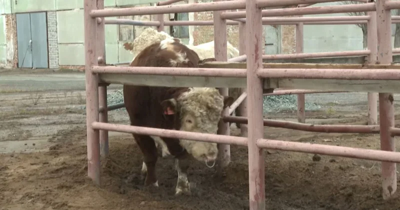 Қазақтың Ақбас сиырының генетикалық қоры зерттеледі