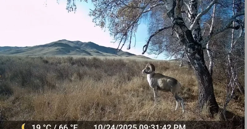 Арқаның арқары фототұзаққа түсті