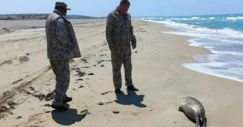 Туши более 100 мертвых тюленей обнаружены на побережье Каспия