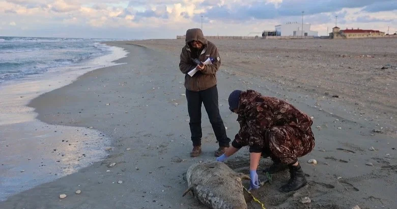 Итбалықтардың неден қырылғаны белгілі болды