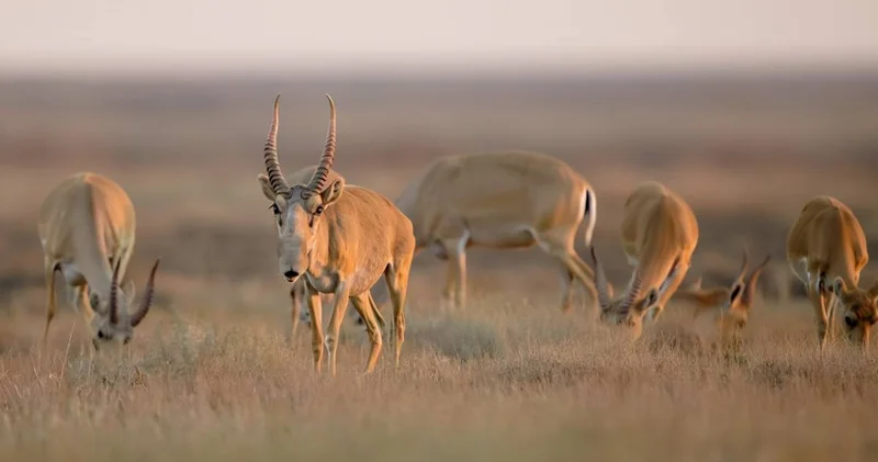Киіктердің еті супермаркеттерде сатыла бастайды министрлік