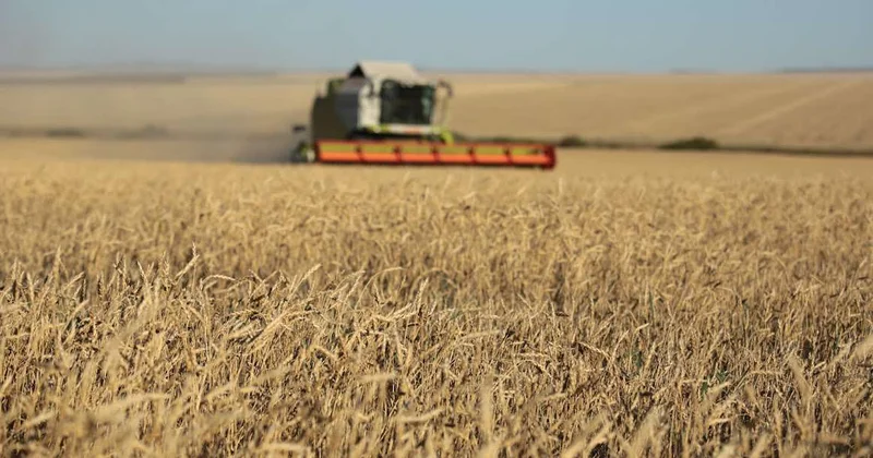 Рекордный урожай зерновых и других сельхозкультур собрали в Казахстане