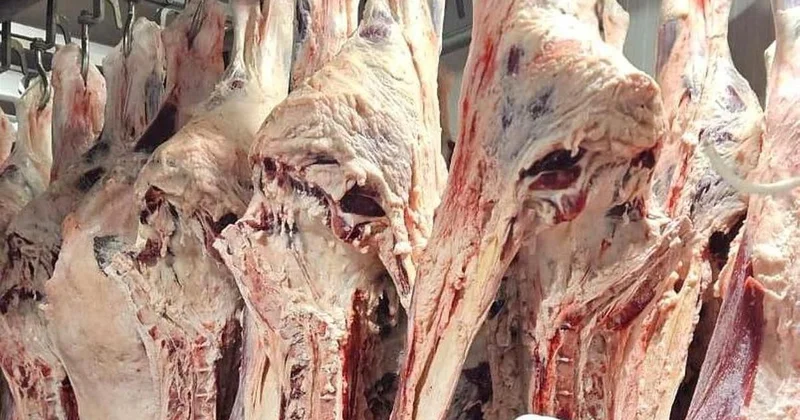 Появится ли мясо сайгака в супермаркетах Казахстана, ответили в Минсельхозе