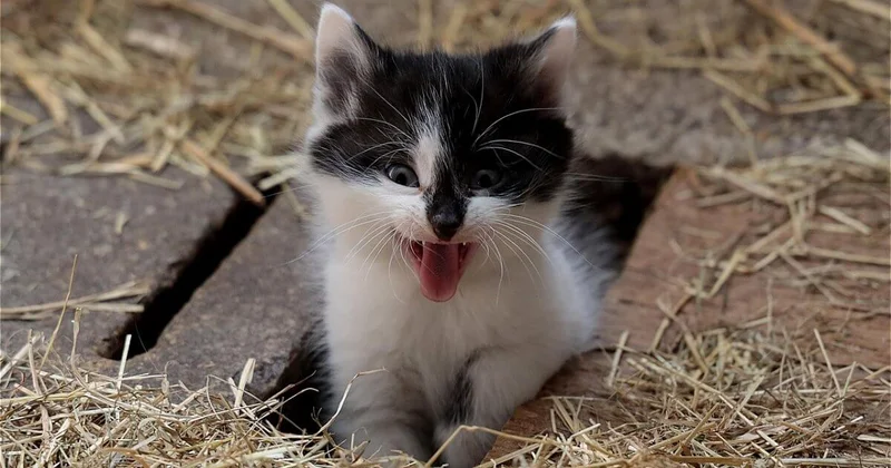 Жуткий запах и фекалии на полу: пенсионерка из Алматы живет среди 17 кошек