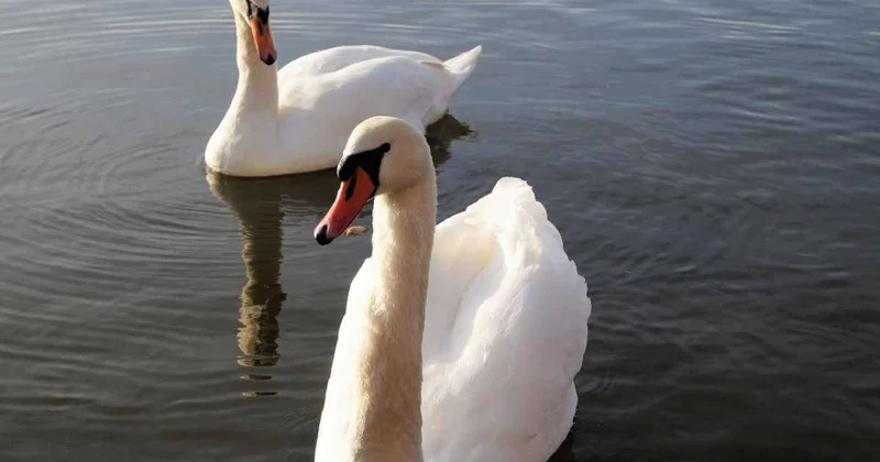 Лебедей переселили в зимние вольеры в ботаническом саду Алматы