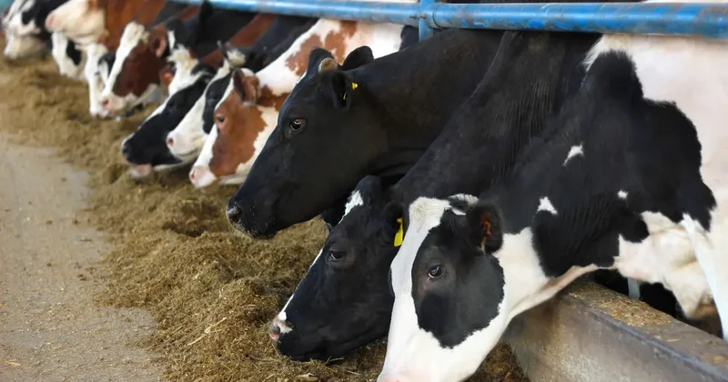 В Казахстане около 100 крупных хозяйств. Как им достичь успеха Зенченко и Сауэра, рассказал министр