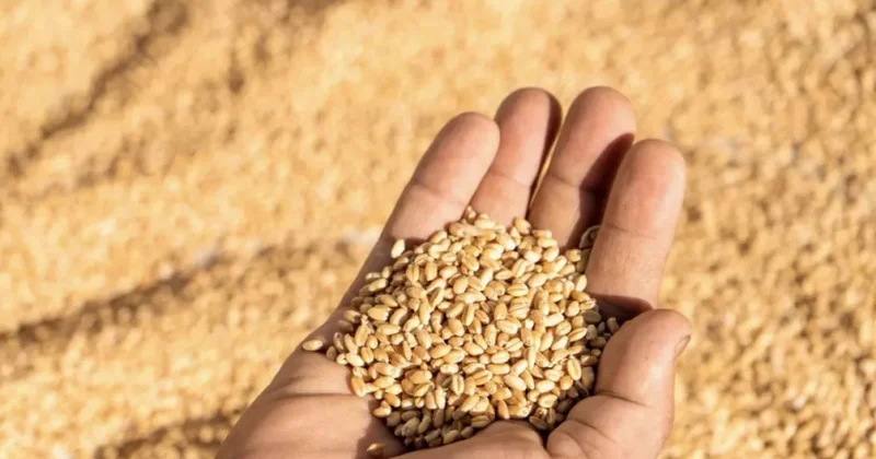 Дәнді дақылдарды жинау науқаны қалай өтті: Министр мәлімдеме жасады