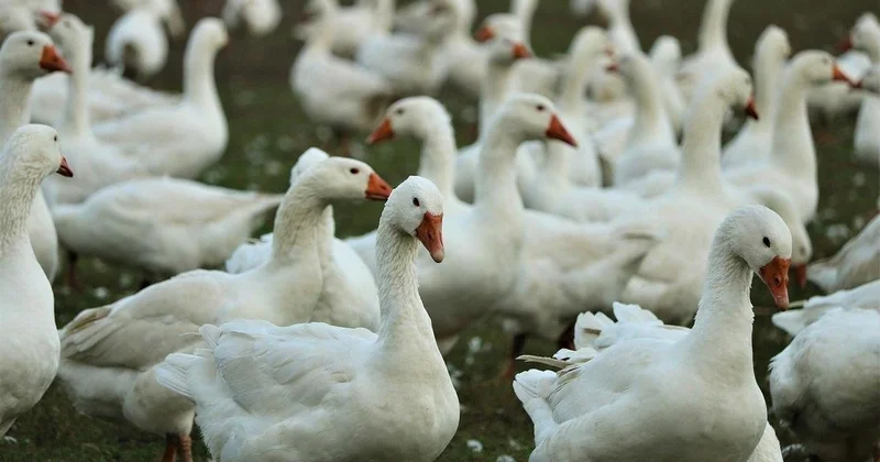 Массовый падеж домашней птицы в СКО: будут ли жителям выплачивать компенсацию