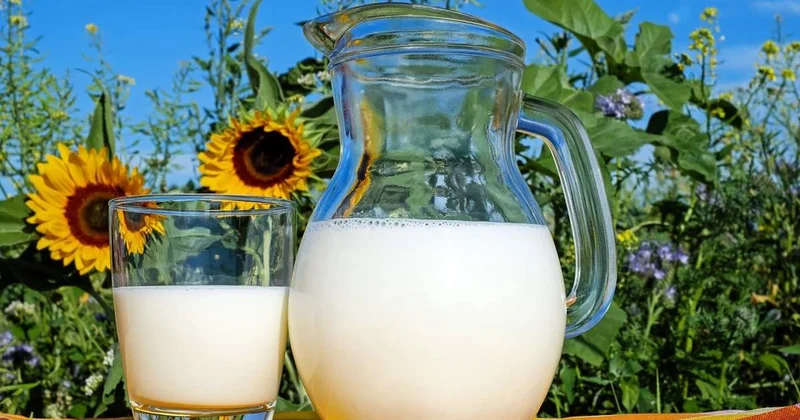 СҚО шаруалары ел бойынша сүттің 70% өндіре алады