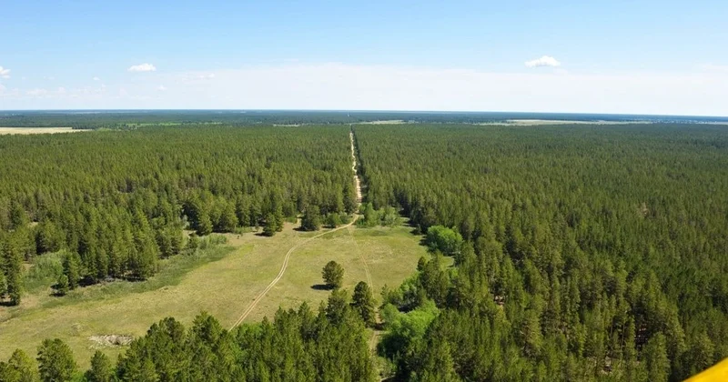 Ikea Латвия мен Литвада 24 мың гектар орман сатып алмақ