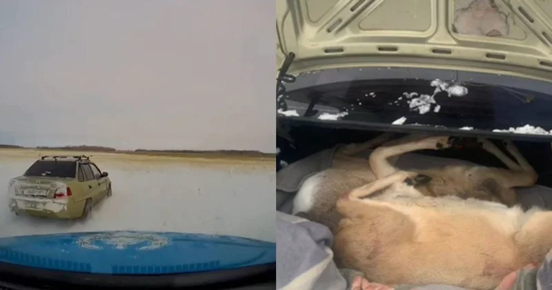 Туши косуль изъяли у жителей Павлодарской области (ВИДЕО)