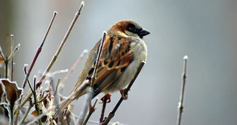 5 желтоқсанда елдің қай өңірінде қар мен жаңбыр жаумайды