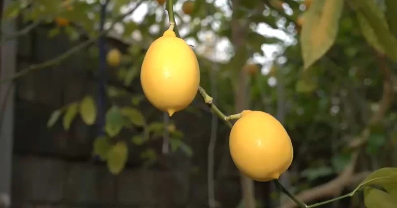 Орал кәсіпкері жылыжайында лимон өсіреді