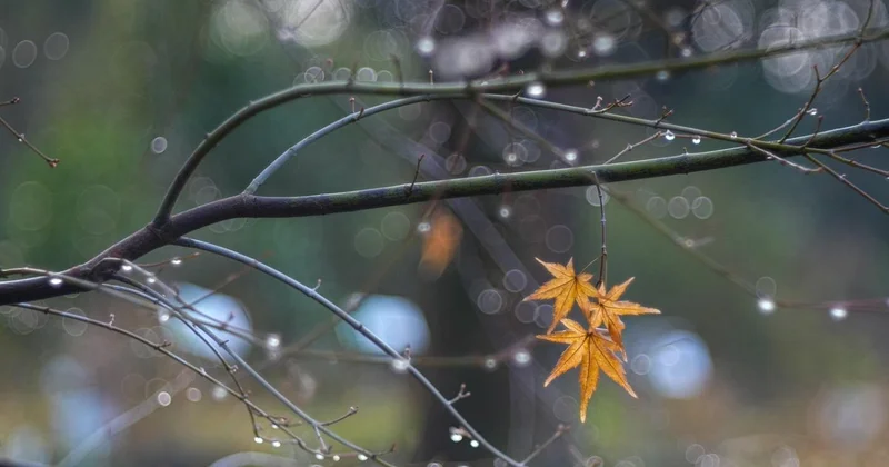 Туман и дождь накроют Шымкент
