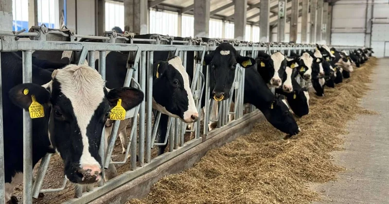 Қазақстан сиыр етін экспорттауға жыл соңына дейін квота енгізді